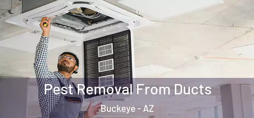  Pest Removal From Ducts Buckeye - AZ